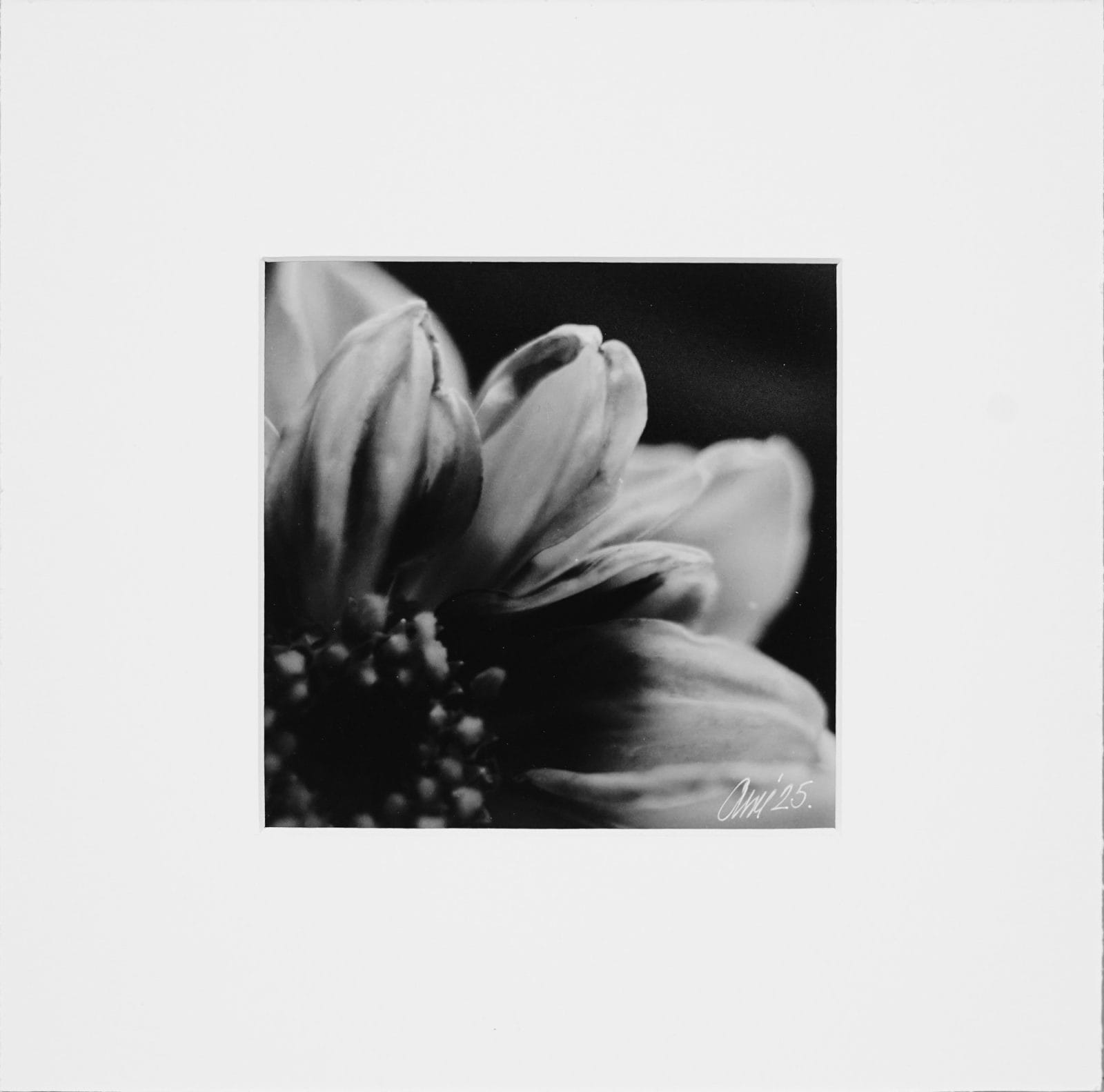 Intimacy of Bloom - Handcrafted Silver Gelatin Print, Analog Darkroom Process by Tibor Arva