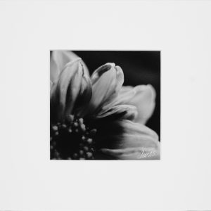 Intima Cvetanja (Gelatin Silver Print – Analogni Makro) – Limitirano Izdanje