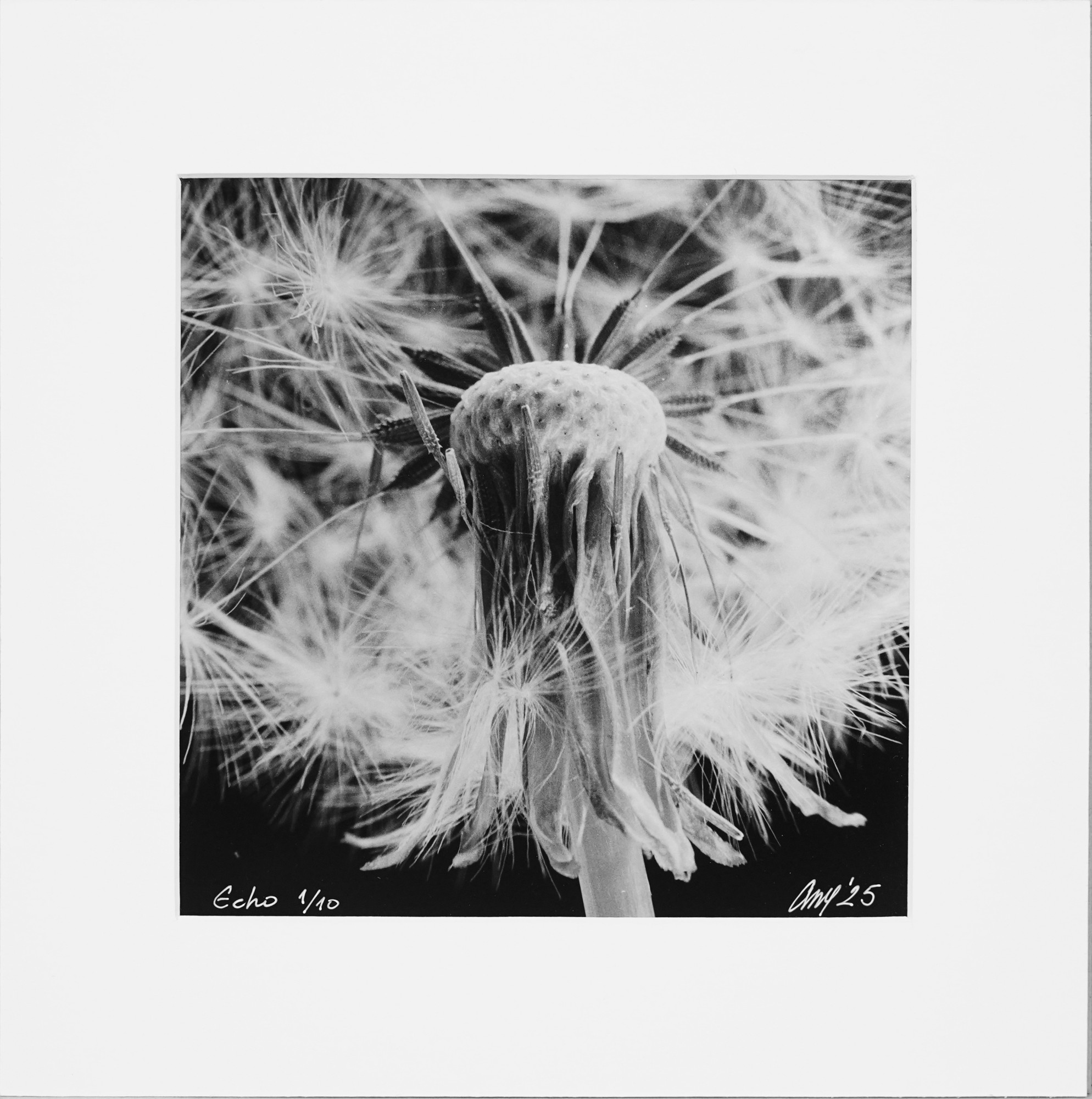 (Prodato) - Echo (Odjek) – Gelatin Silver Print – Limitirano Izdanje 1/10