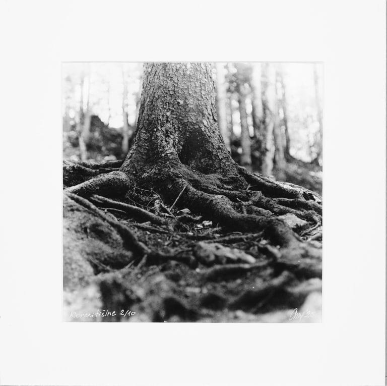 Roots of Silence