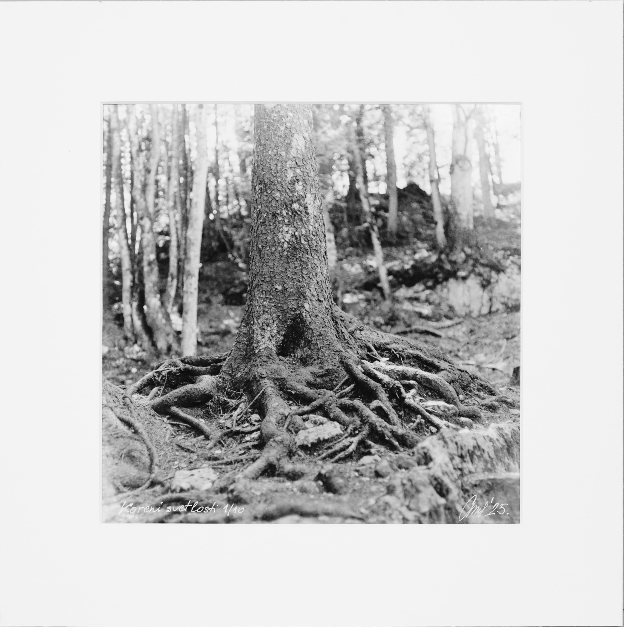 Koreni svetlosti – Gelatin Silver Print – Limitirano Izdanje 1/10