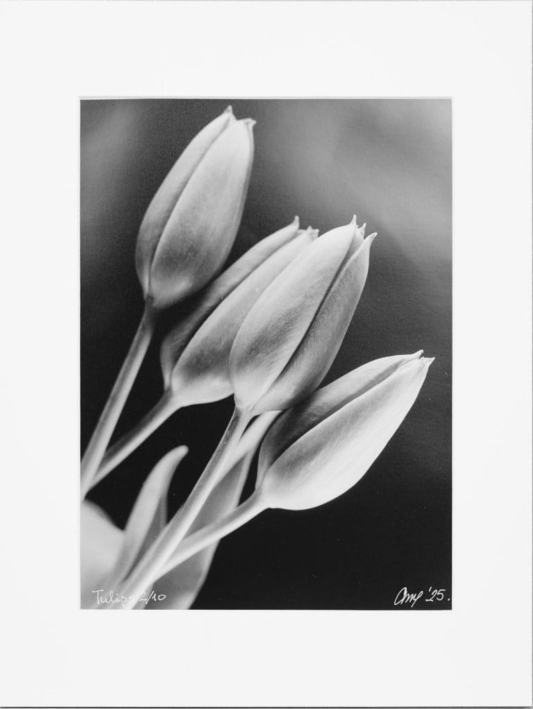 Tulips (Sculpture of Light)