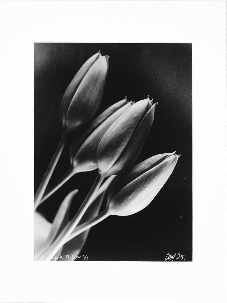 Dark Tulips (Melancholy of Silk)