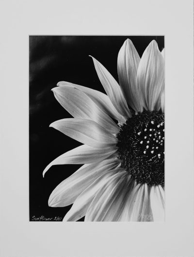Sunflower - Handcrafted Silver Gelatin Print, Analog Darkroom Process by Tibor Arva