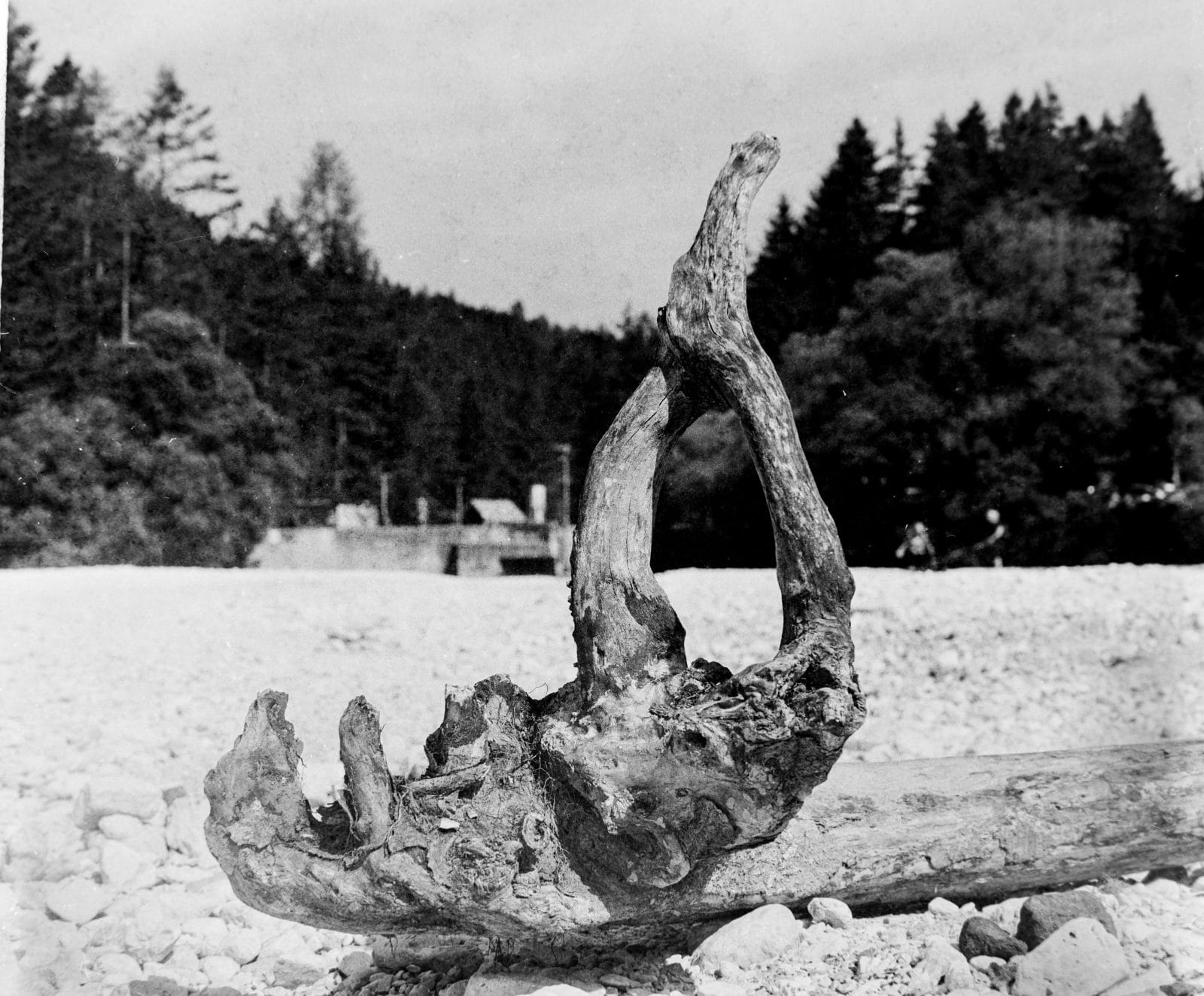 Driftwood Abstraction - Handcrafted Silver Gelatin Print, Analog Darkroom Process by Tibor Arva